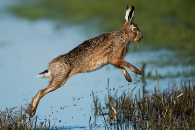 棕色的兔子在水面上跳跃